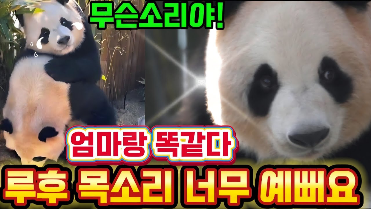 에버랜드 판다월드 2월 25일 서로의 소리를 통해 직감적으로 알고있나봐요 눈물나요 ㅠㅠ 😭 