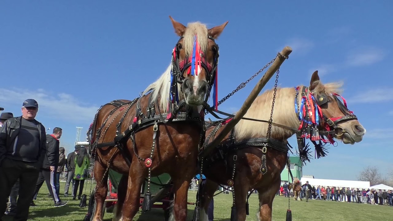 Concurs de cai la Margheni de Sîn' Toader Com. Brancoveni 7 03  2020