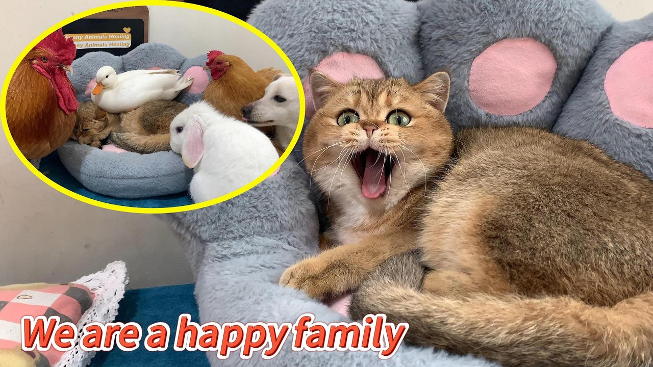 Under the duck's leadership, the cat, hen, rabbit, dog, and rooster became good friends. So funny!