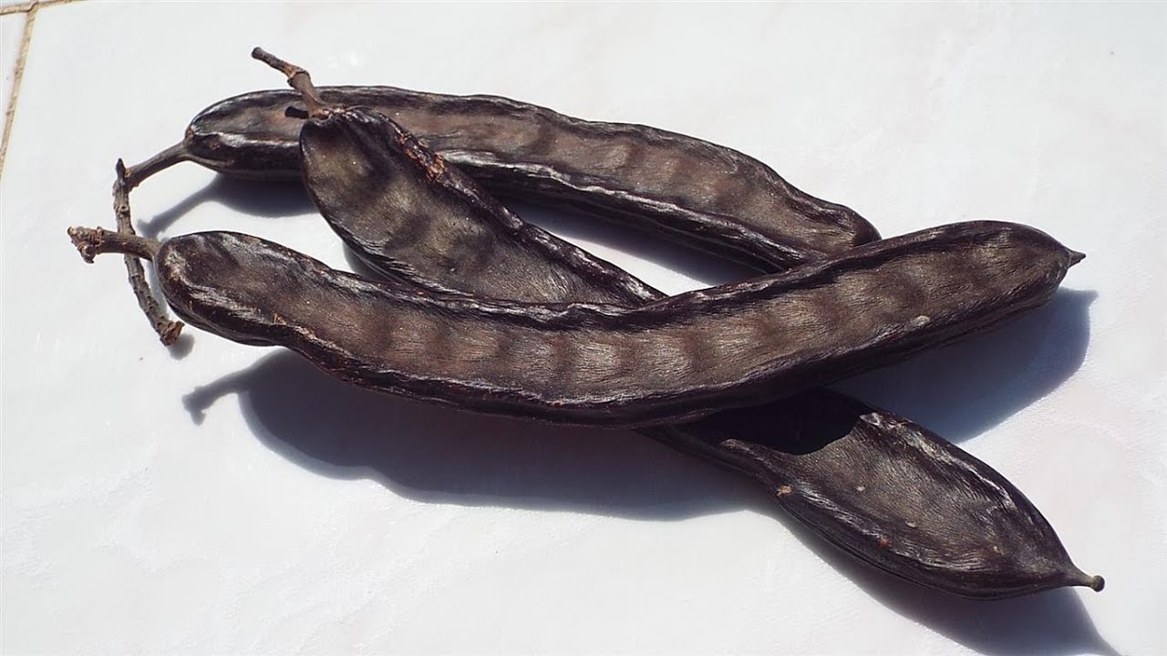 Tree Management, Pomegranate Trees, Carob Trees, Goats, Sheep and more