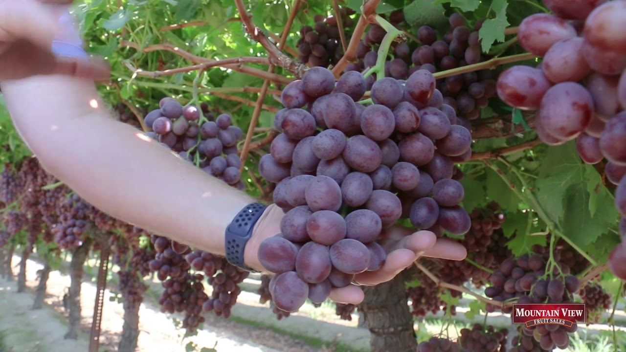Mountain View Focus: Scarlet Royal Grapes