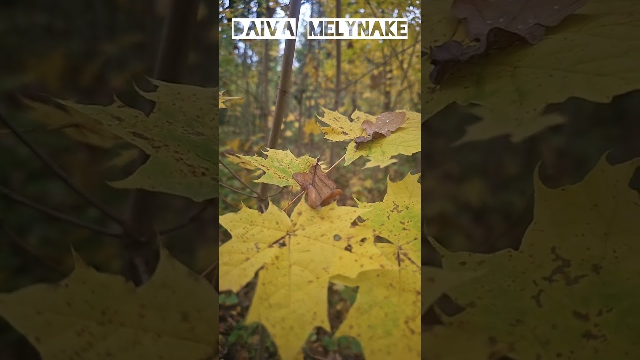 Relaksacija, Autorė - Daiva Melynake