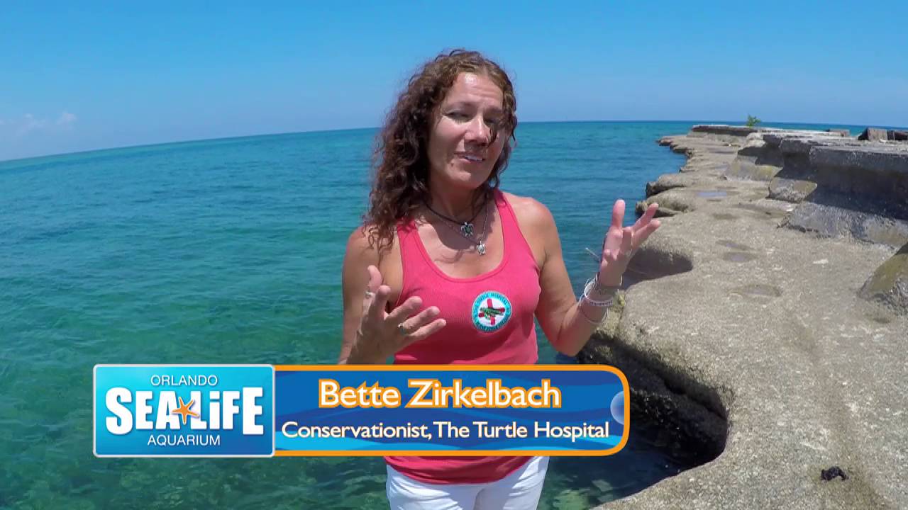 SEA LIFE Orlando Joins Tour de Turtles