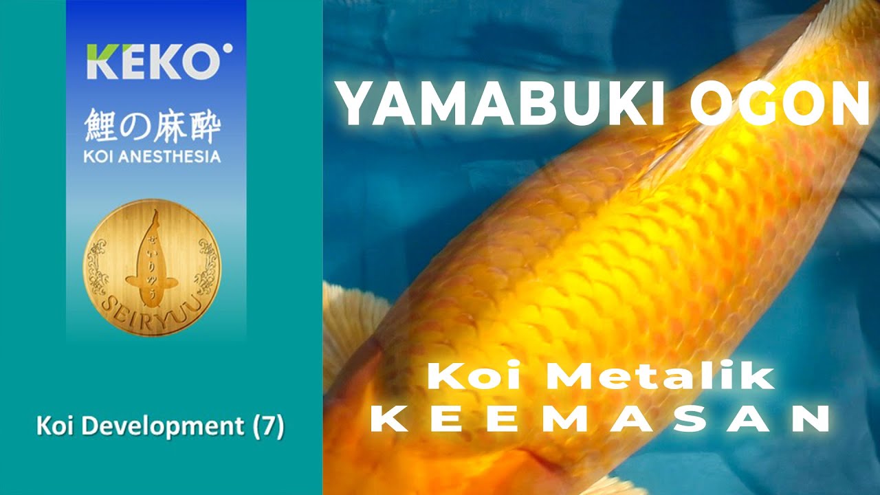 YAMABUKI OGON | Ikan Koi Hikari (Metalik) Kuning Emas | Koi Development (7)