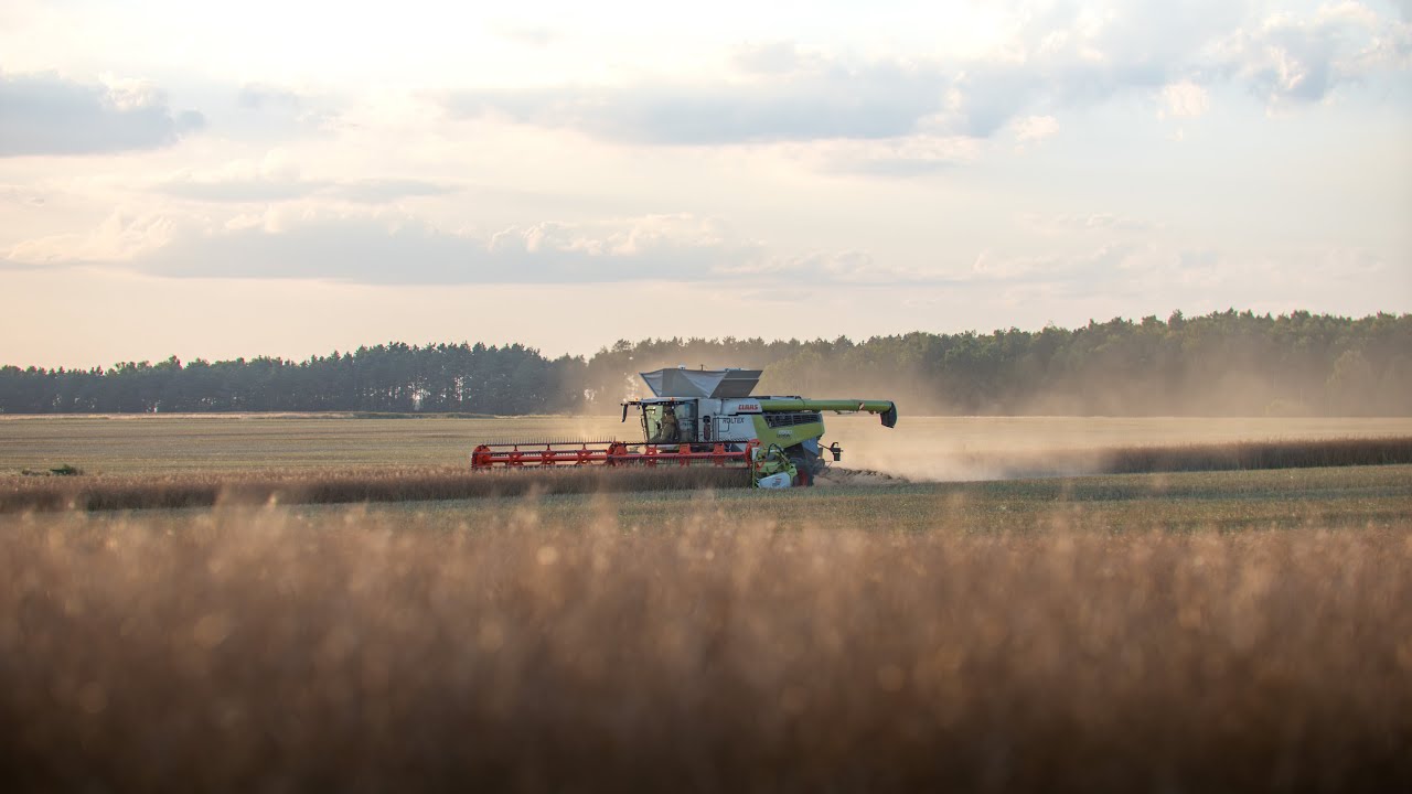 🇵🇱 Żniwa Rzepaku 2024 w Agro-Farm Zaczopki | Nowy Claas Lexion 8900 w AKCJI | DragonSky Channel