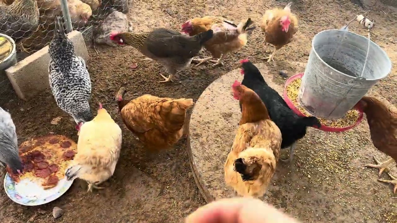 Gallinas Felices comiendo Pizza 🍕 #chickens#backyard🐓🐔