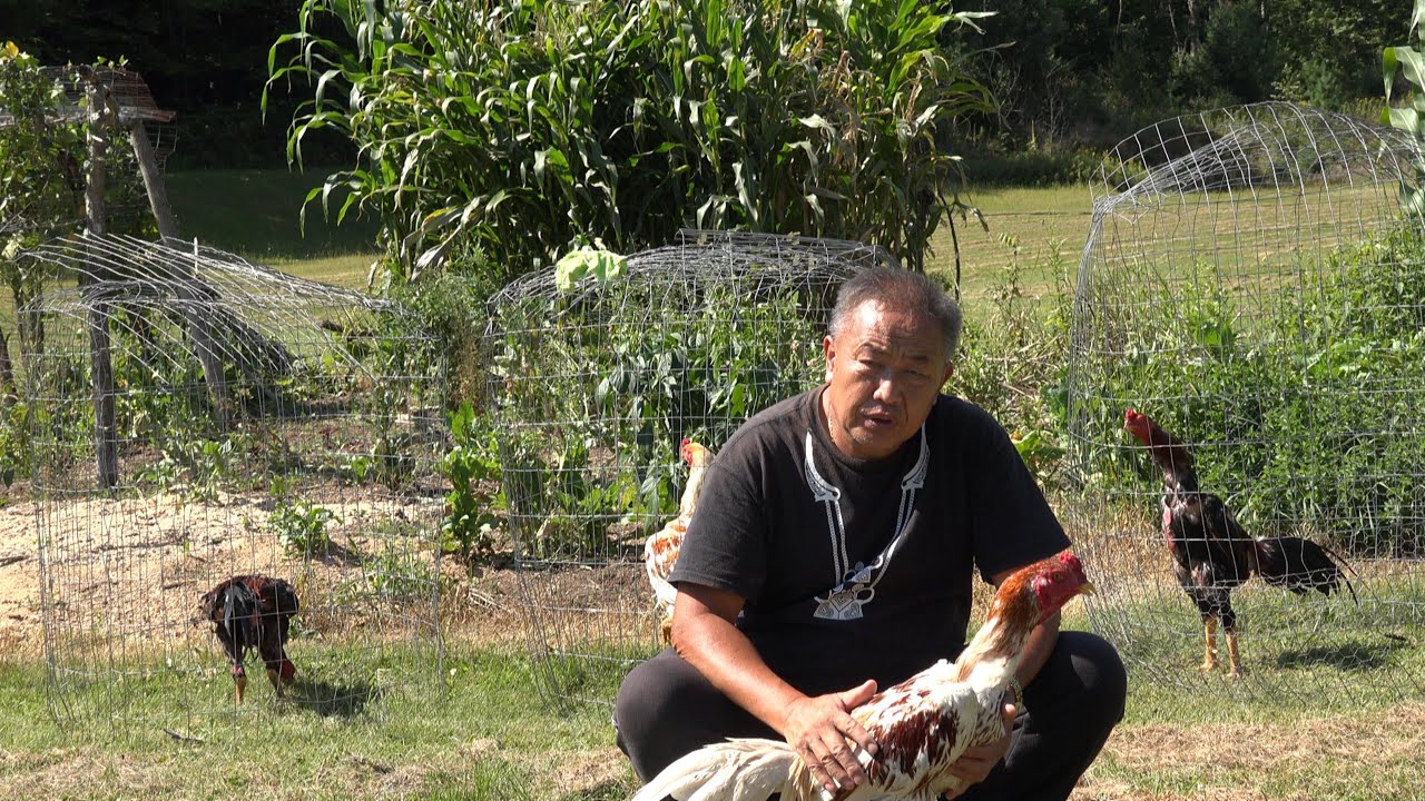 Young Thai Game Show Rooster/ Qaib Thaib Mos Xyoo no Ep 1