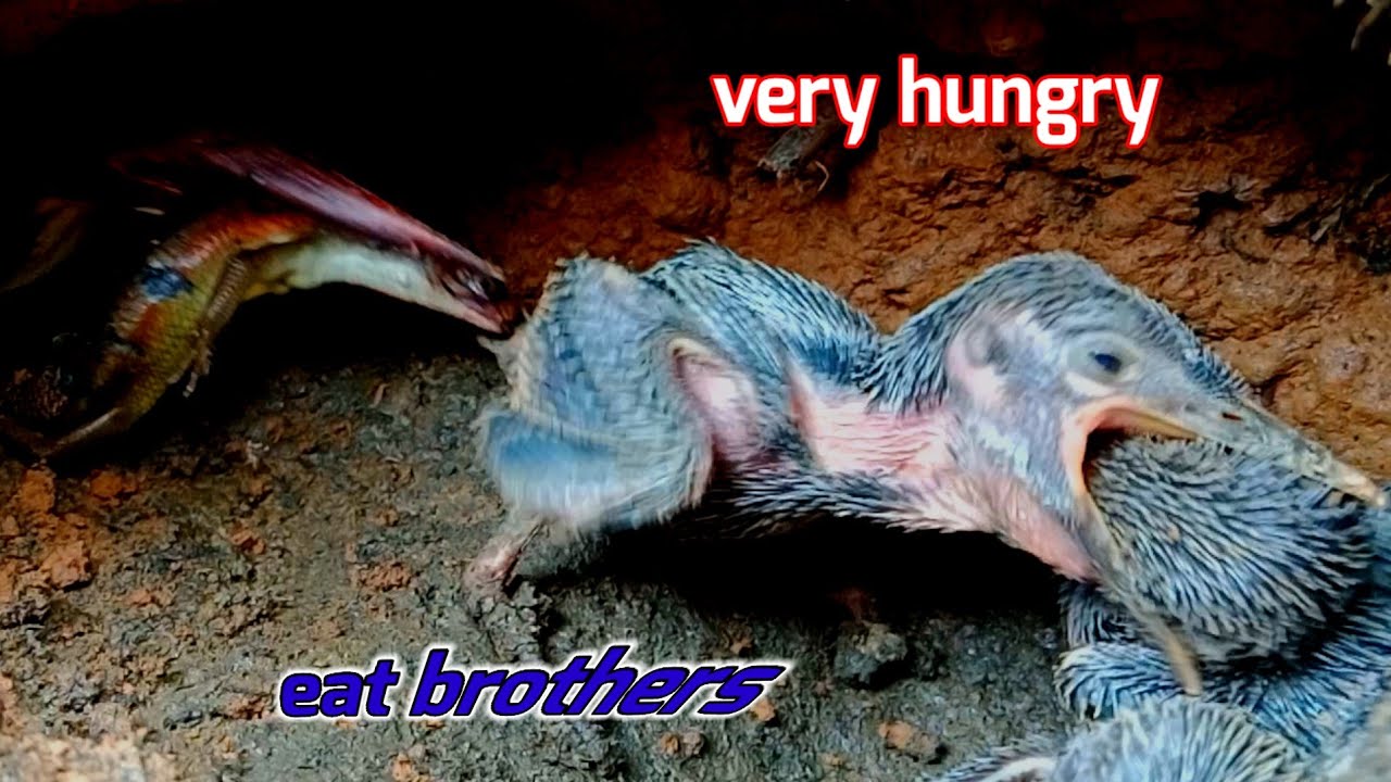 KELAPARAN‼️HINGGA SAUDARANYA DI MAKAN