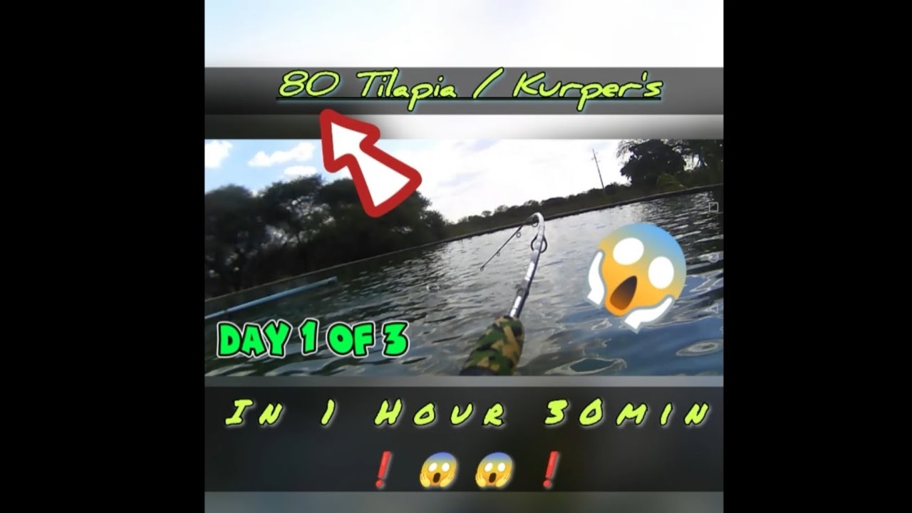 CATCHING 80 Tilapia / Kurper's in 1 Hour 30mins😱😱🎣💪 Day 1 of 3 on the farm!