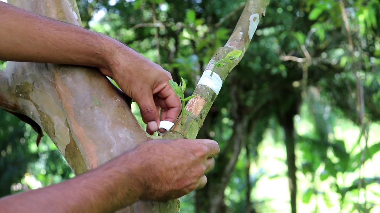 incrível novo método de enxertia por borbulhia !