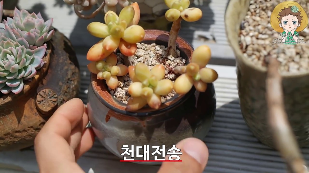 노숙중인 다육이들 2부