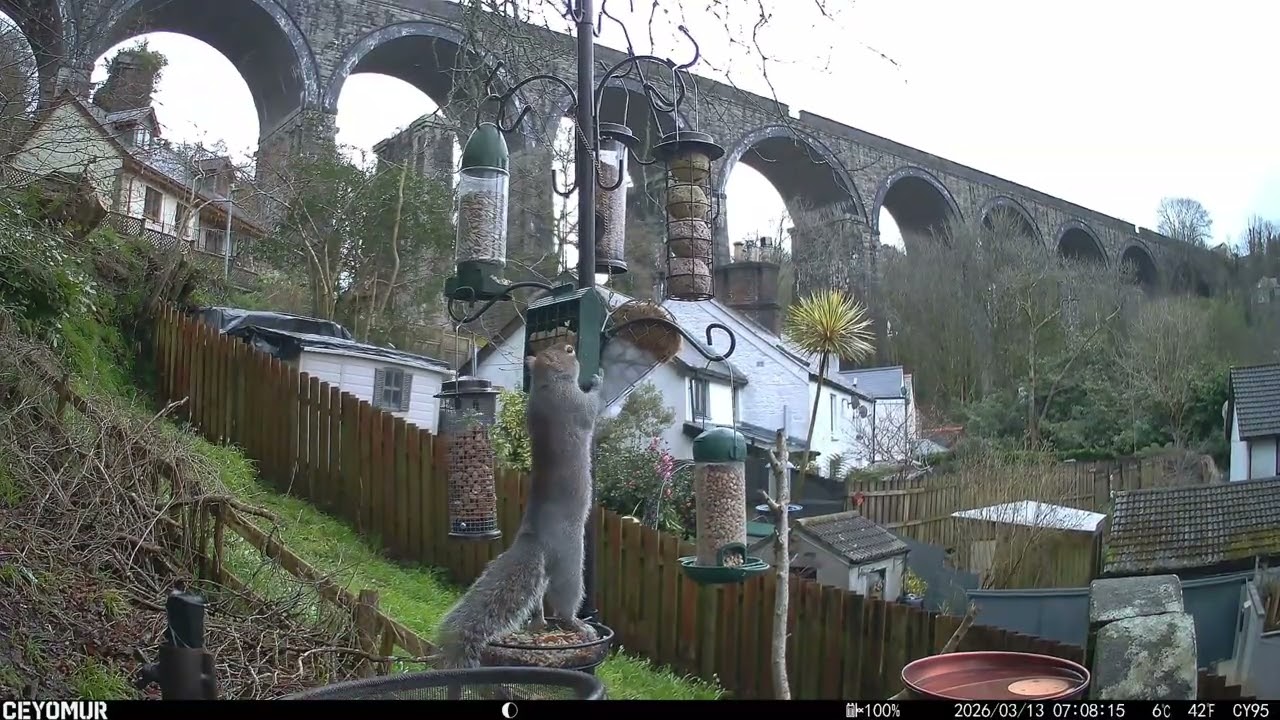 Caught on Camera: Smokey the Squirrel Robbing the Bird Feeder Again!