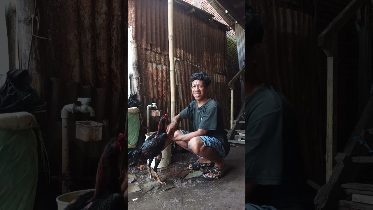 belajar memandikan ayam😁 