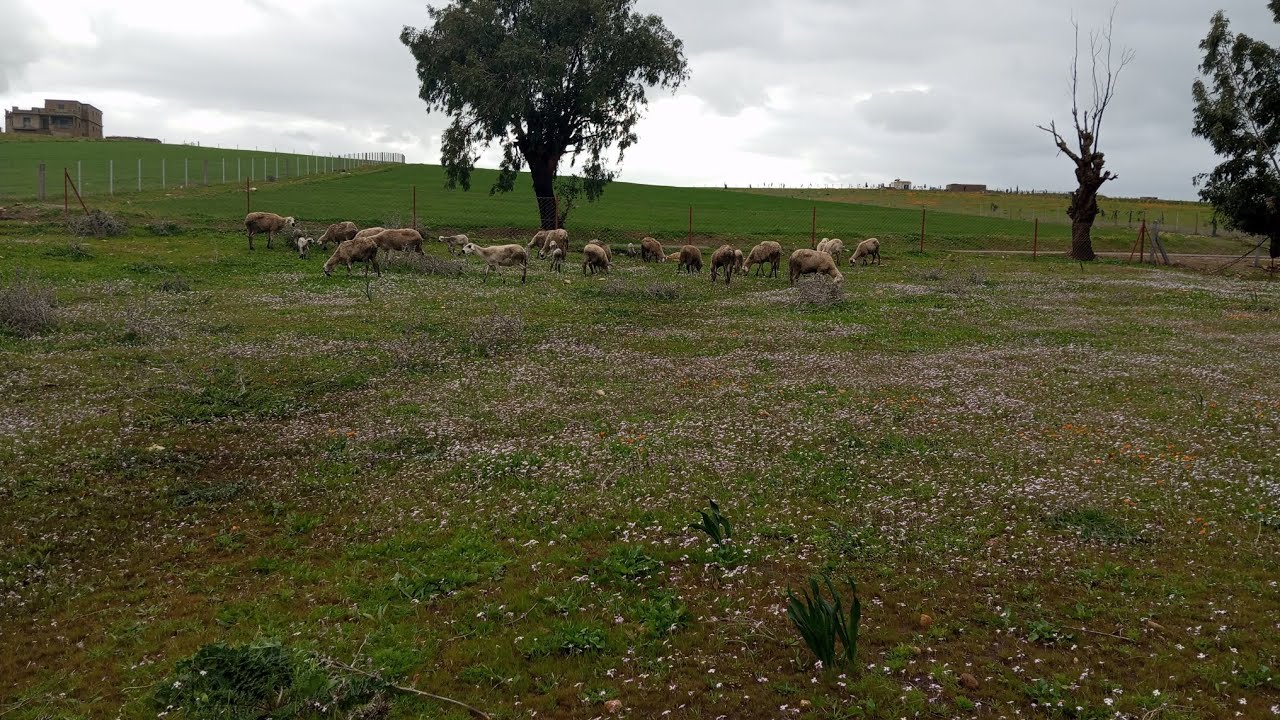 رحلة العطلة المدرسية إلى البادية 🌄 تجربة لا تُنسى