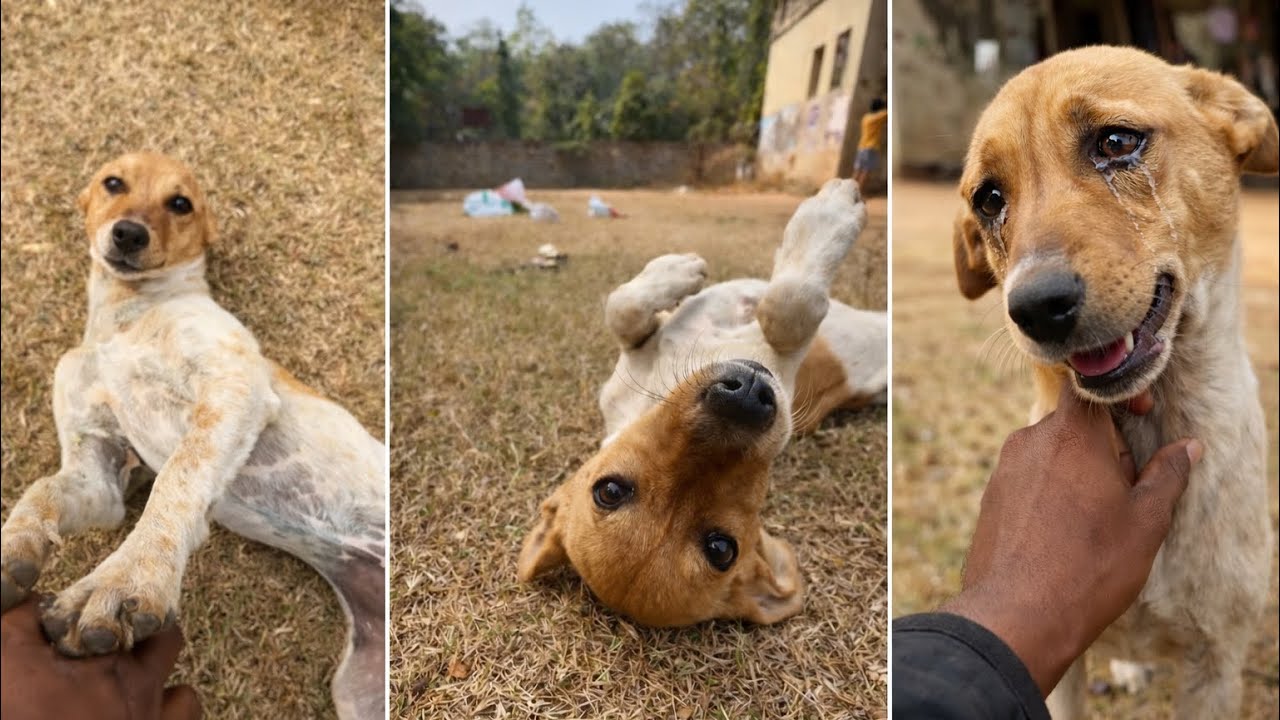 When a Lonely Puppy Finally Gets Someone to Play With