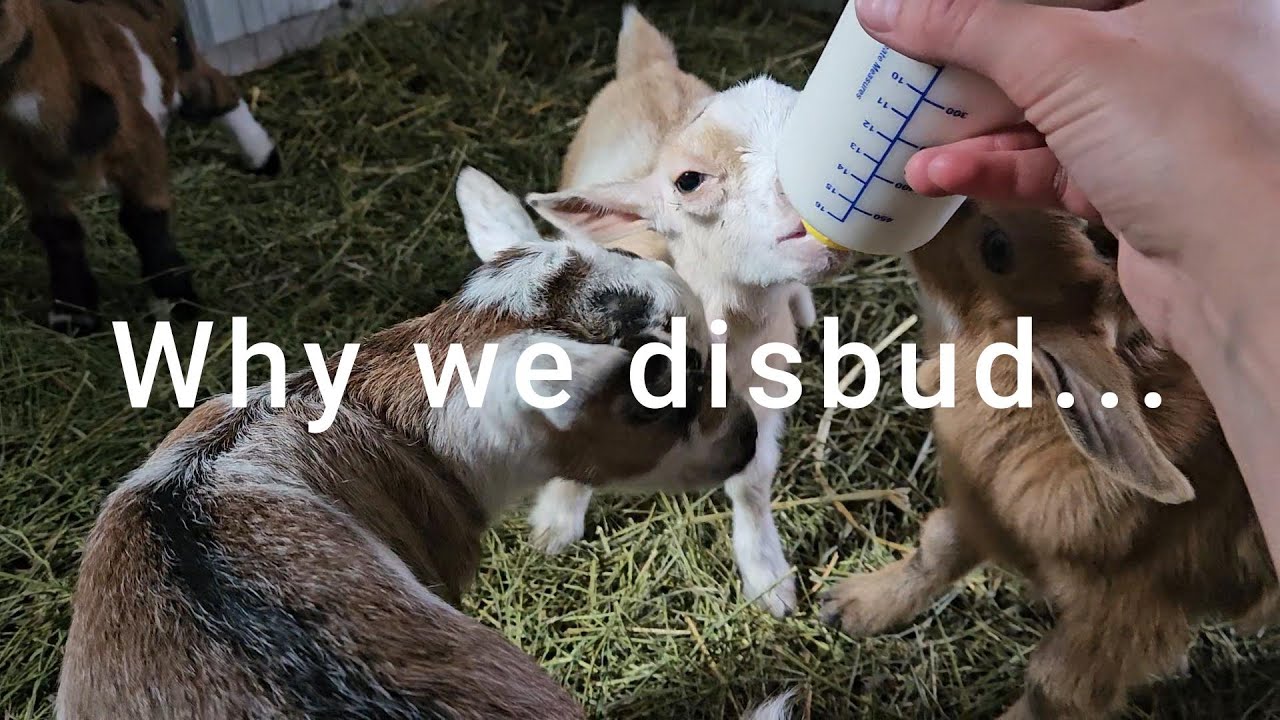 The Great Disbudding Debate... | To Disbud or Leave Horned? | Nigerian Dwarf Goat Kids
