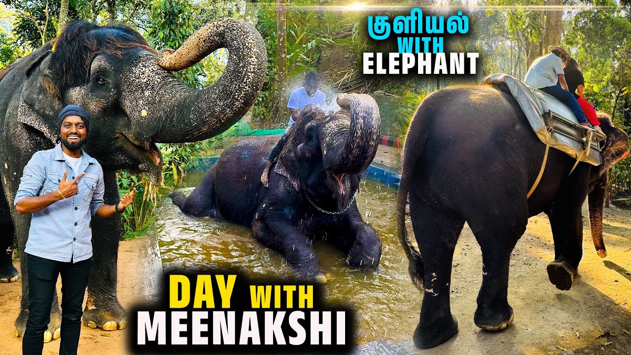 யானை கூட PARTY !! FUN DAY Trip to Elephant Junction, Thekkady !!