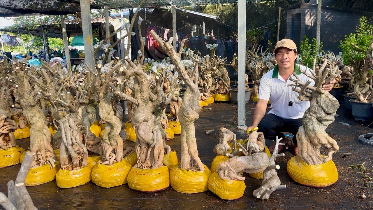 Phôi hoa giấy mỹ nhiều cây to quái dáng đẹp, lủa nghệ thuật giá bình dân ☎0939.884.129 Anh Tý