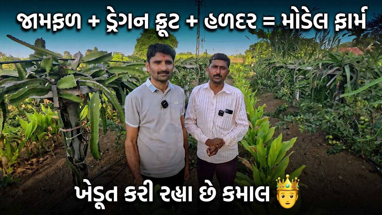 જામફળ | ડ્રેગન ફ્રૂટ | હળદર | ખેડૂતનું પ્રેરક મોડેલ ફાર્મ