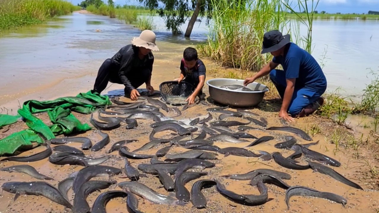 How We Catch Hundreds of Catfish After the Flood Waters Recede
