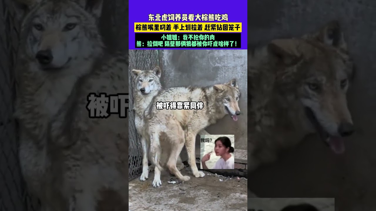 4月9日，河南濮陽，東北虎飼養員看大棕熊吃雞，棕熊嘴里叼著 手上劃拉著 趕緊鉆回籠子，小姐姐：我不搶你的肉，熊：拉倒吧 隔壁那倆狼都被你嚇成啥樣了！來源濮陽，娜娜姐 娜#河南dou知道 #東北