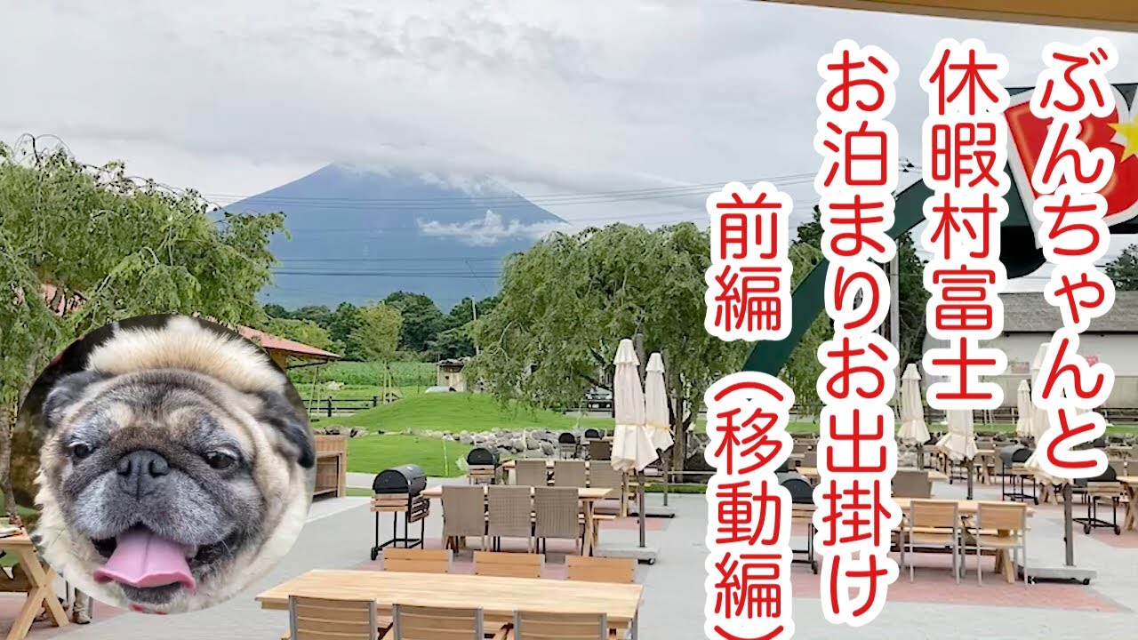 【パグ 】ぶんちゃんと休暇村富士お泊まりお出掛け前編（移動編）＃パグ ＃pug＃犬のいる暮らし