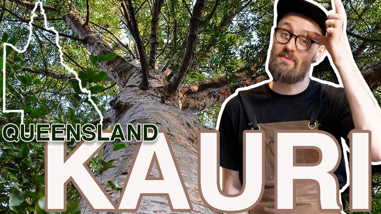 QUEENSLAND KAURI - Agathis robusta - Talking tonewoods, Australian acoustic guitar soundboard set