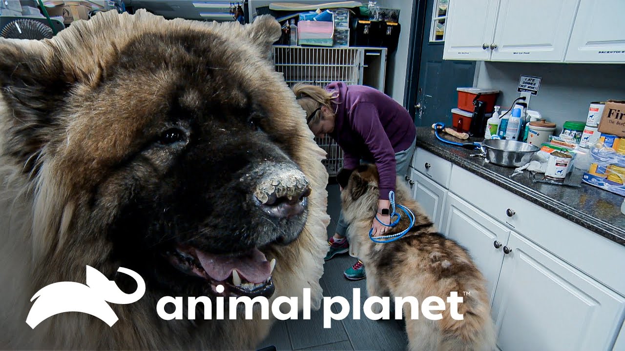 Un enorme perro sufre por su exceso de pelaje | Dr. Jeff, Veterinario | Animal Planet