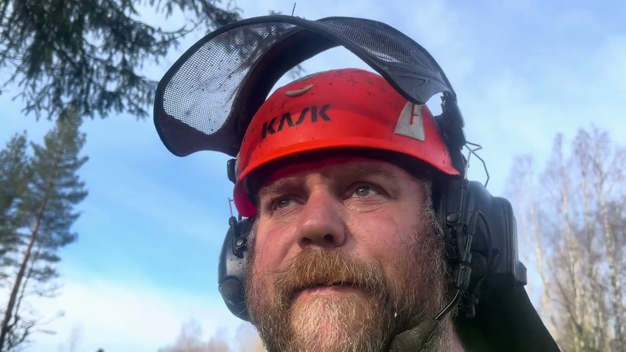 F&auml;llning och kvistning av granar och fr&ouml;tall. Sista dagen