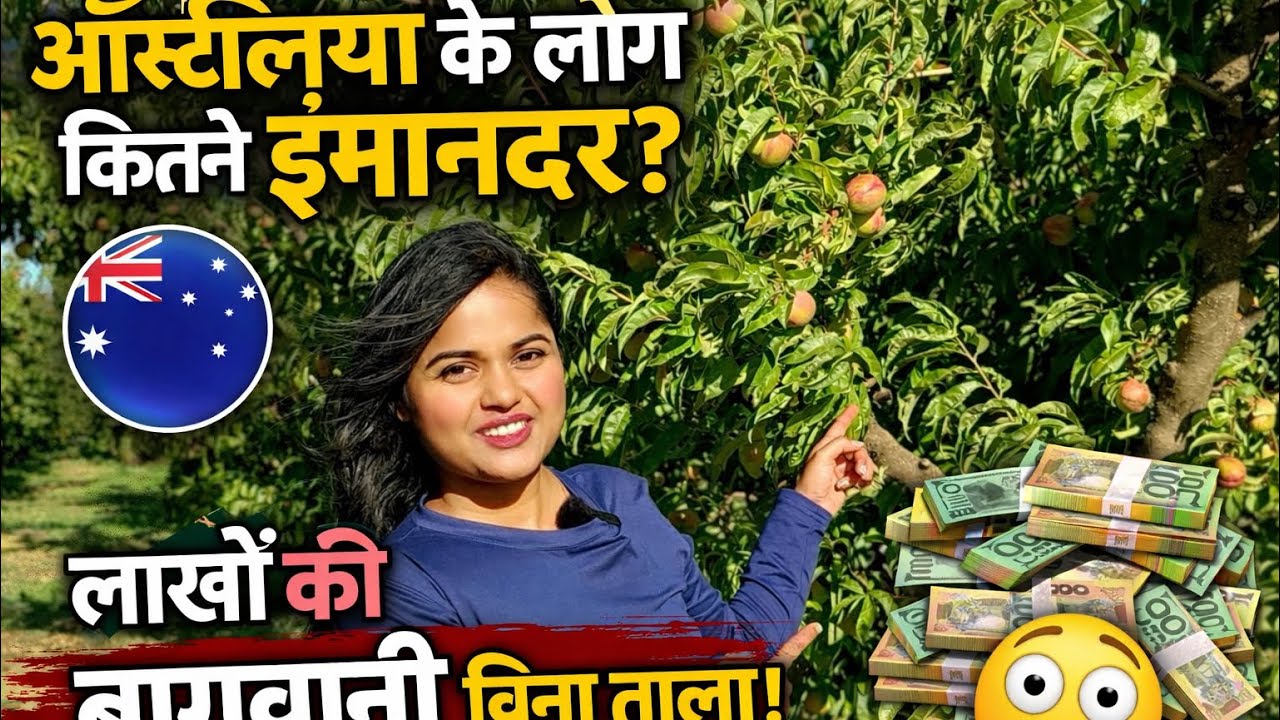ऑस्ट्रेलिया में फल की बागवानी और यहाँ के लोगों की ईमानदारी #fruitfarm  #lifeinaustralia #viral 