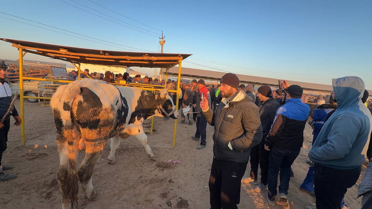 9 ноября 2025 г. ТУРТКУЛЬ МОЛ БОЗОР НАРХЛАРИ 