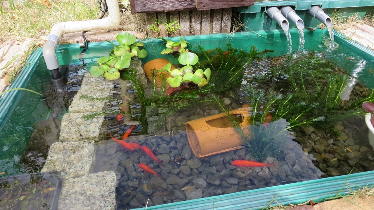 【メダカ大好き！No.005】メダカビオトープ　Biotope for Japanese Medaka