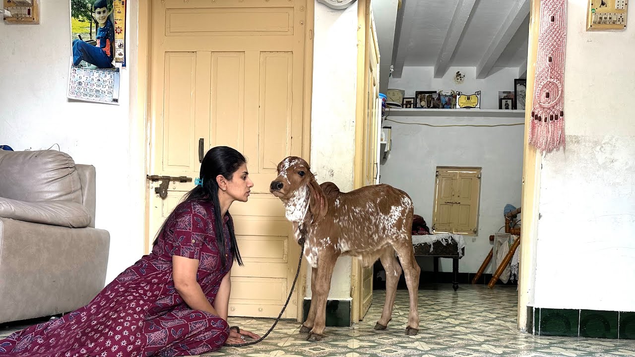 Ghar ke andar bansi ko rehna hai abb or gaushala ka kaam start hoga abb #jcb