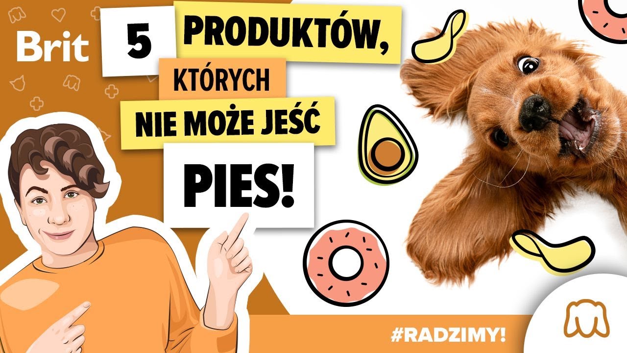 RADZIMY: 5 produktów, których nie może jeść pies! – Brit Polska