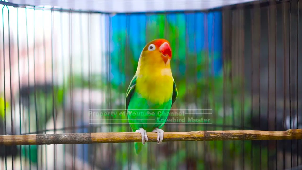 Lovebird Cerdas Pancing Lawan Jadi Gacor dan Fighter, Cepat Terpancing Emosi Ikut Bunyi