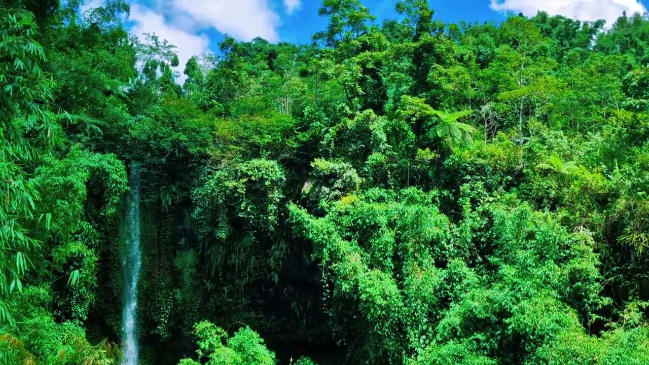 River Sounds with Birds | Meditation & Sleep