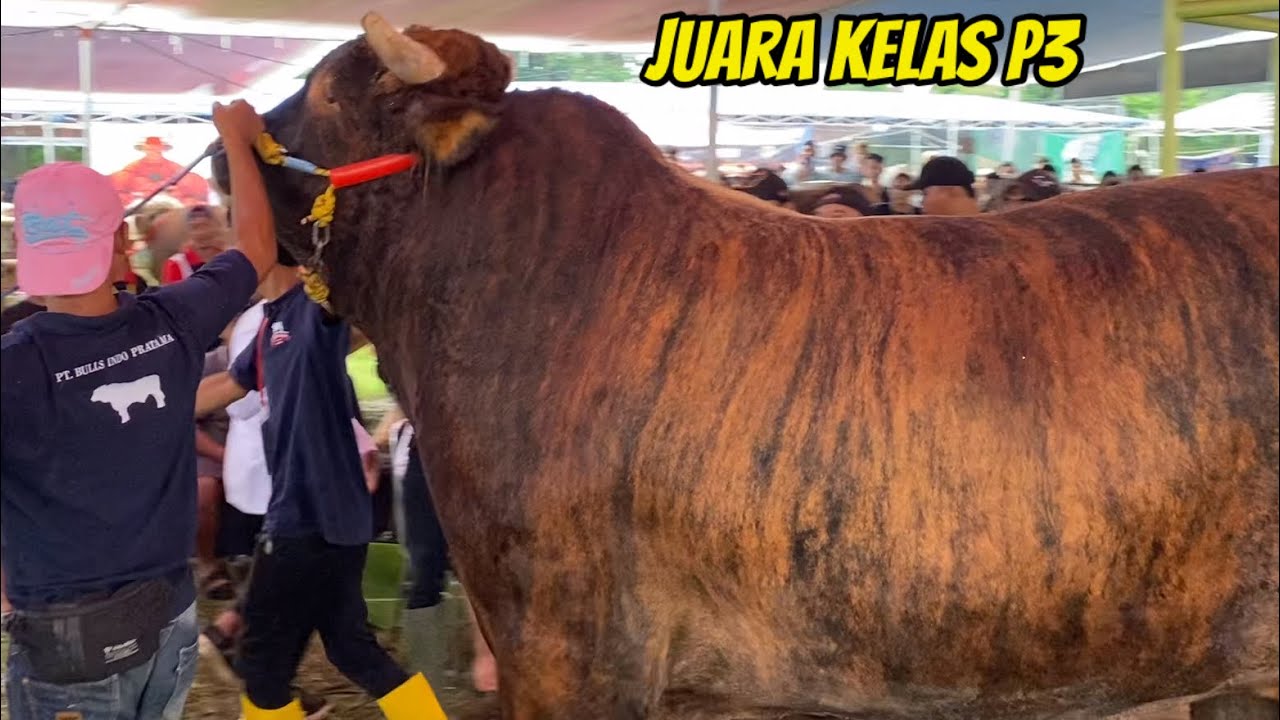 DUEL PANAS SAPI TERBESAR KELAS P3‼️Kontes Sapi Jember 2025🔥