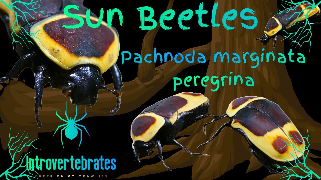 The Beautiful Lives of Sun Beetles