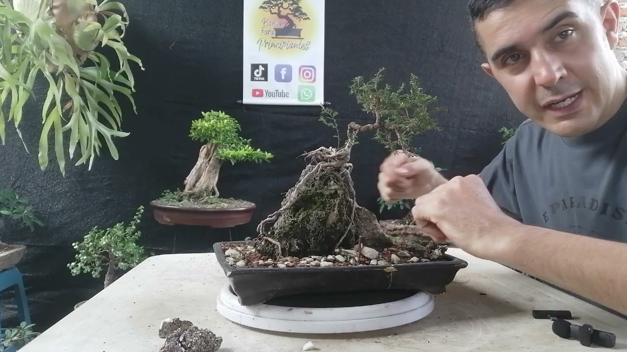 Bonsai olmo chino sobre roca 2025