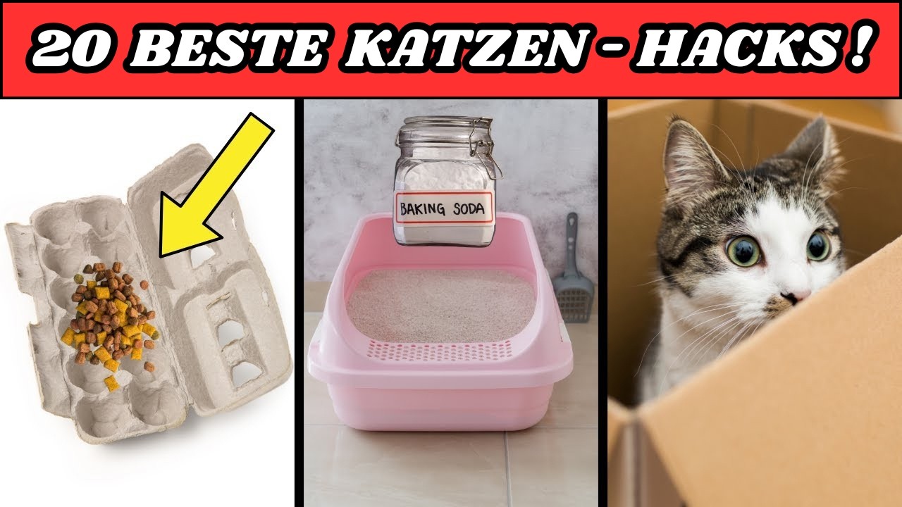 20 bahnbrechende Katzen-Hacks, die du unbedingt ausprobieren MUSST!