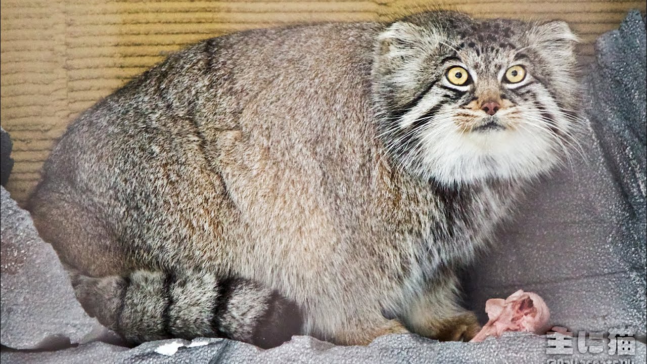 【旭山動物園】お食事(鶏頭)をするグルーシャ【Pallas's cat】【manul】