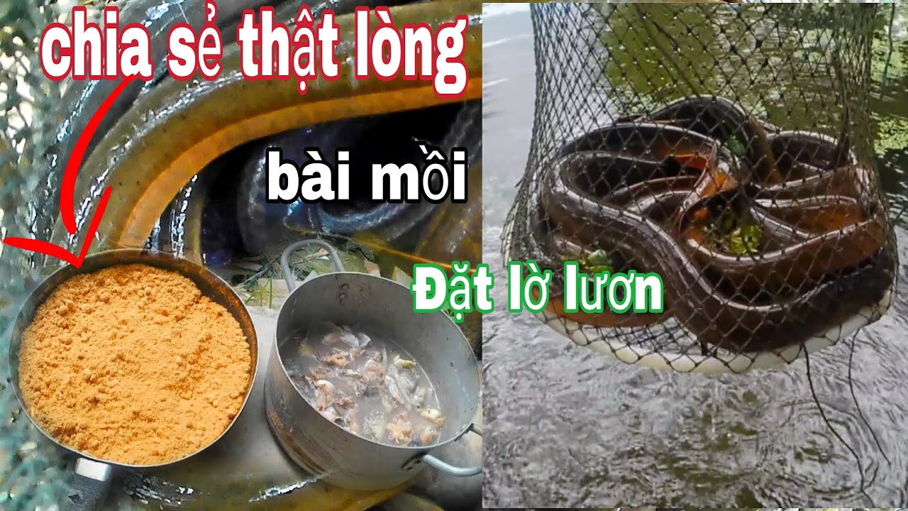 Cách làm mồi đặt lờ lươn hiệu quả của vũ