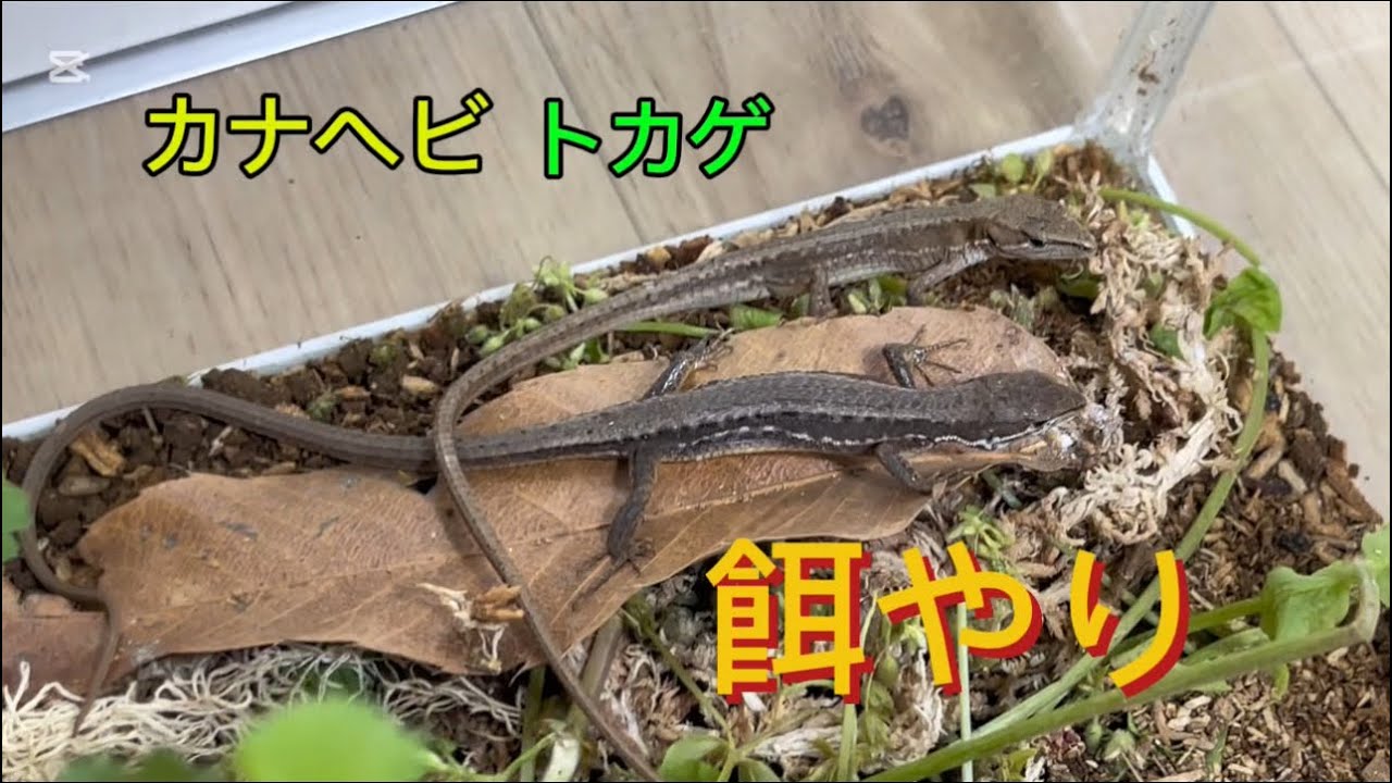 カナヘビとトカゲに餌やり