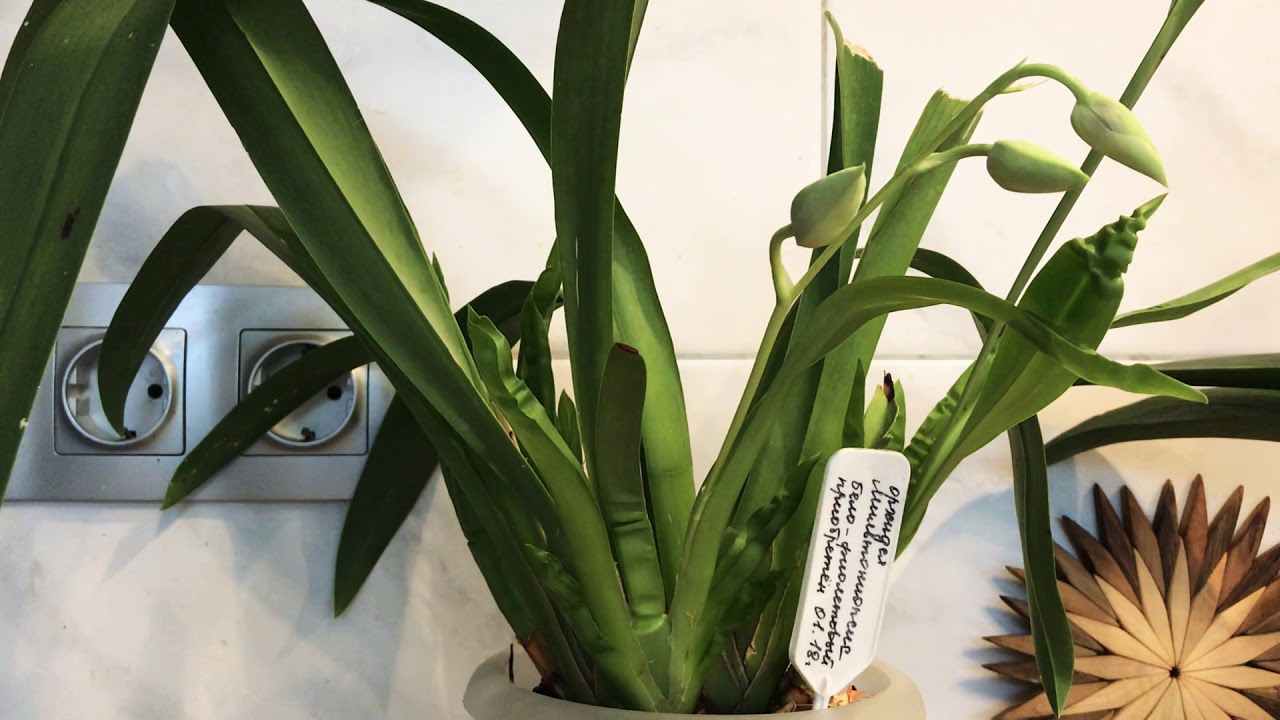 Как зацвести Орхидею мильтониопсис?