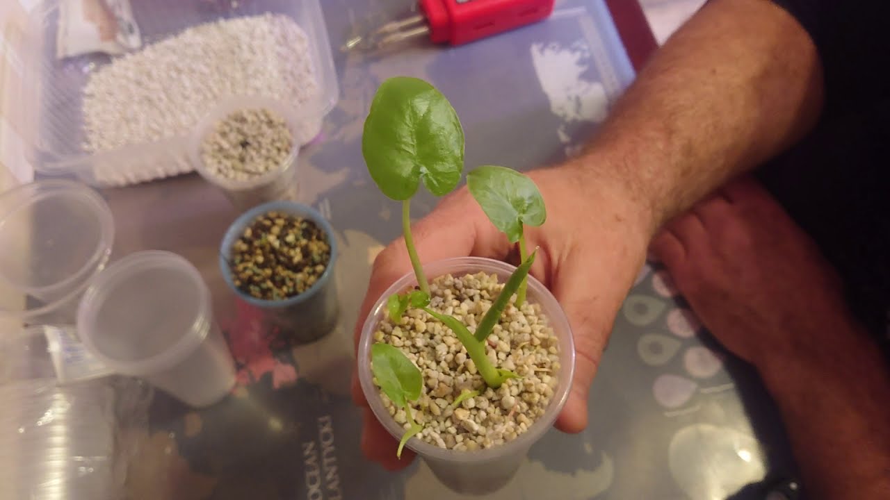 (35) Wybudzanie bulw xanthosomy/alokazji/kolokazji w wilgotnym perlicie na macie grzewczej😁