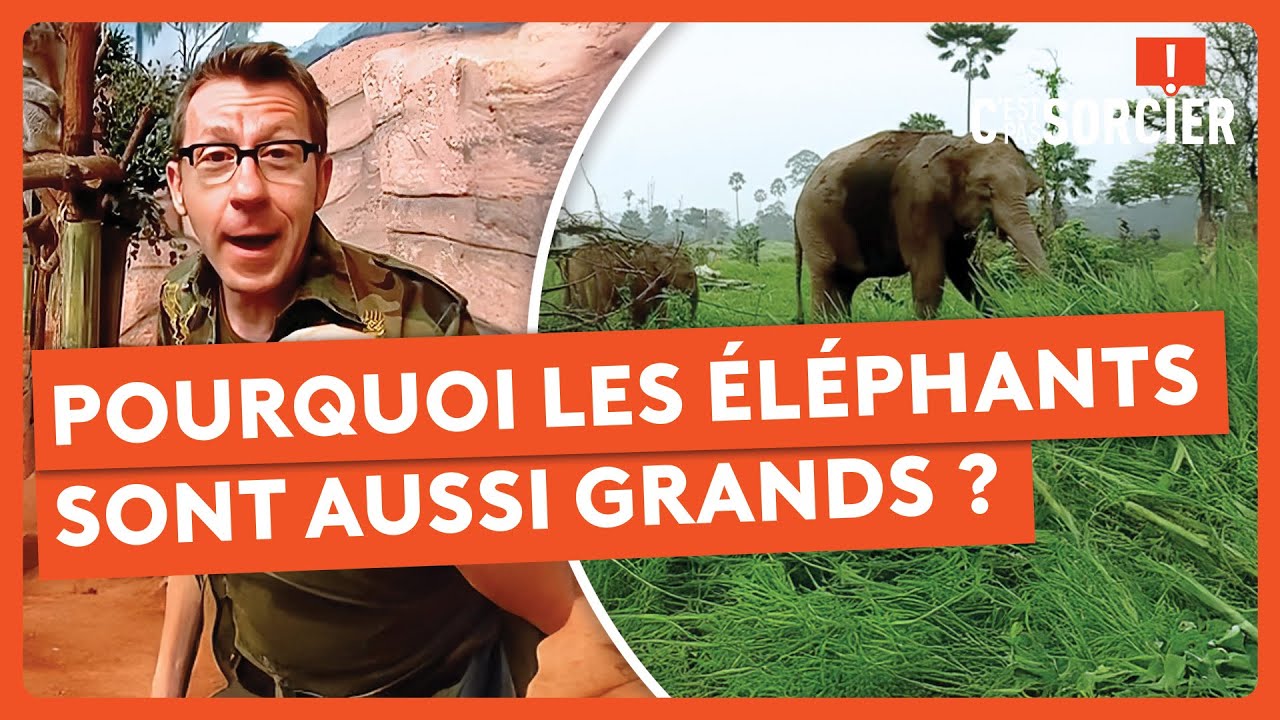 Pourquoi les éléphants sont aussi grands ? Best of - C'est pas sorcier
