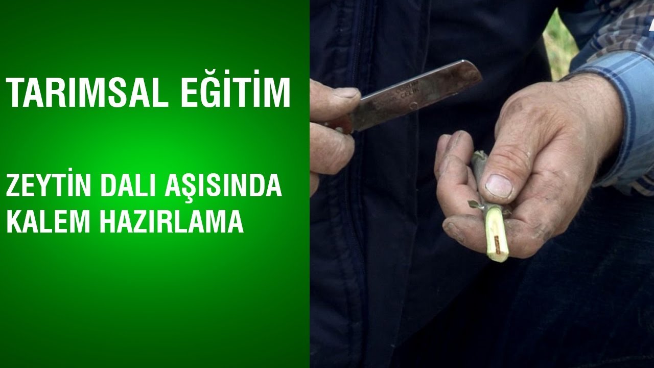Tarımsal Eğitim - Zeytin Dalı Aşısında Kalem Hazırlama