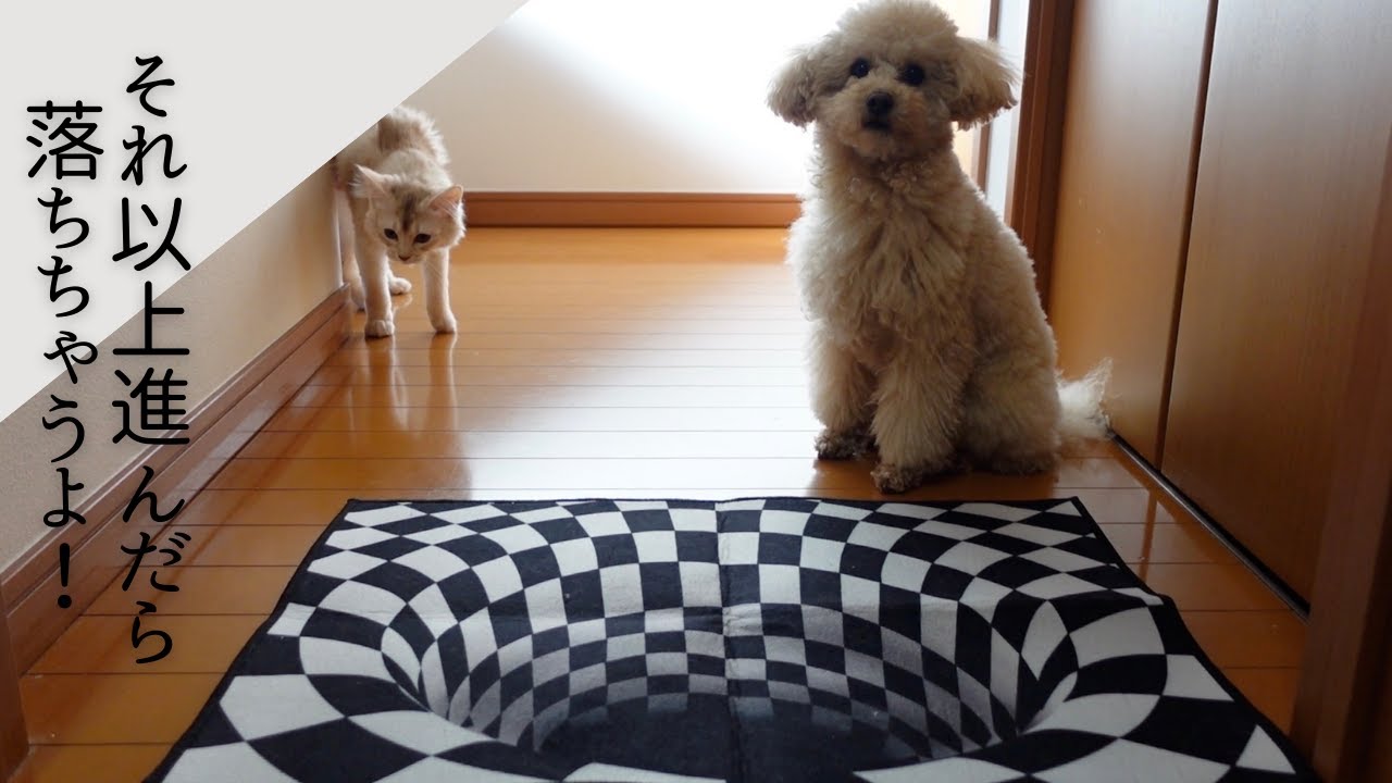 【犬猫比較】それぞれにトリックアート仕掛けて反応をみた結果【トイプードルのもなか・ソマリのこむぎ】