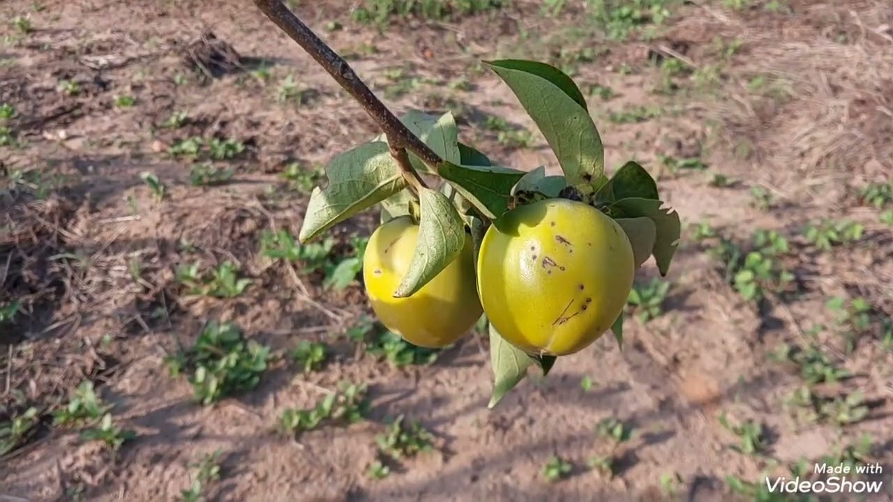 Viver no sitio é assim  é o melhor lugar  e ter tranquilidade  venha conhecer 