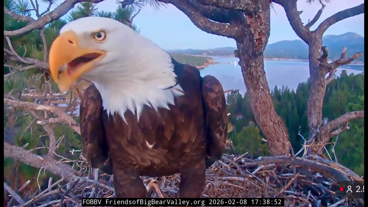 Jackie & Shadow- Big Bear Eagle Nest❤️02/08/26